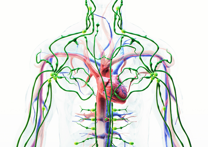сео лимфостаз 6